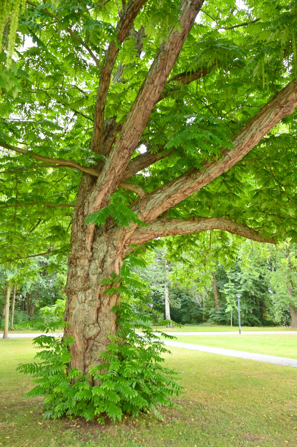 Pterocarya fraxinifolia - Klinikpark Gehlsdorf - 2022