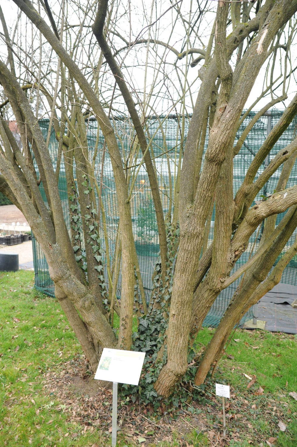 Berberis vulgaris - Bonn - 2015