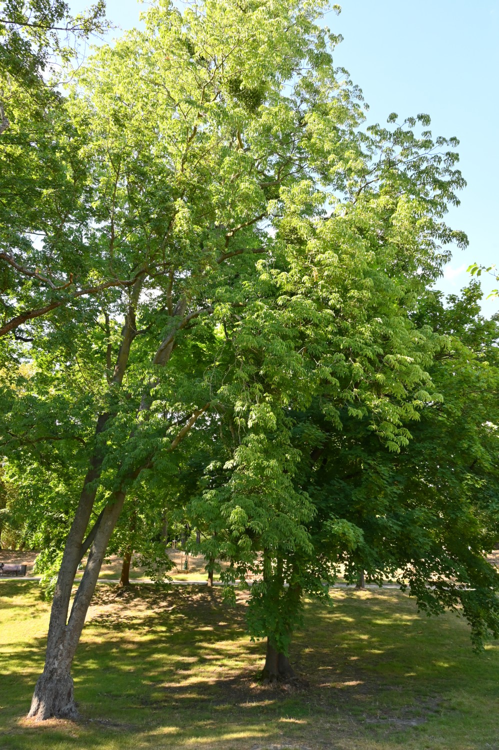 Aesculus flava