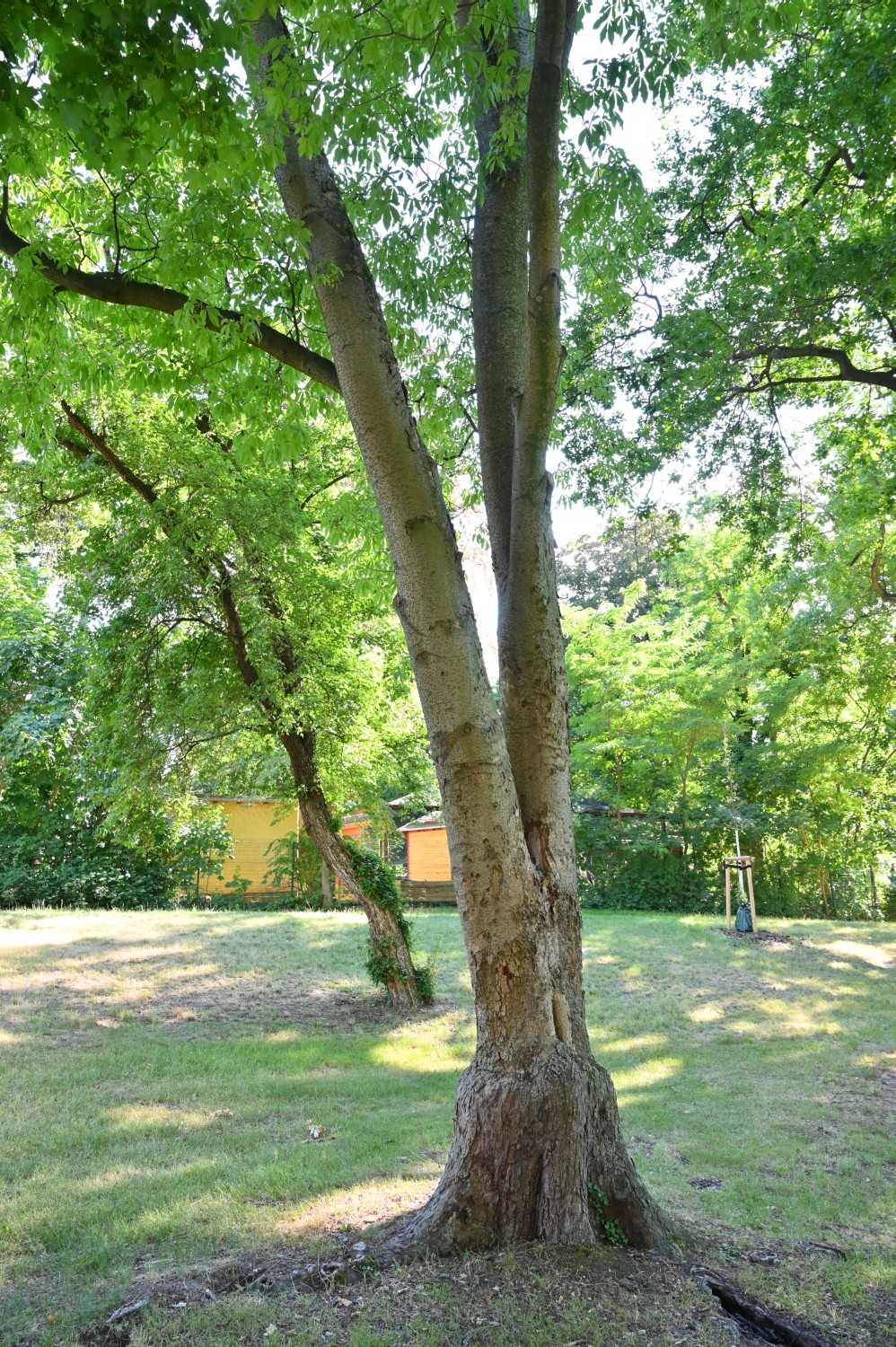 Aesculus flava - Lutherstadt Wittenberg - Wallanlagen - 2022