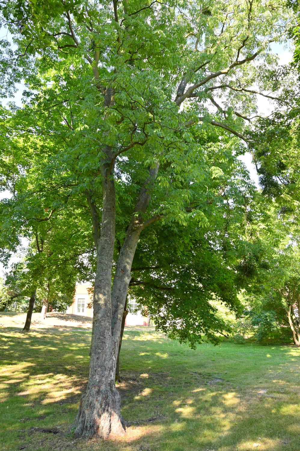 Aesculus flava - Lutherstadt Wittenberg - Wallanlagen - 2022