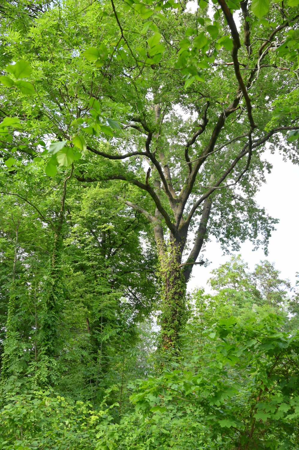 cerris Quercus