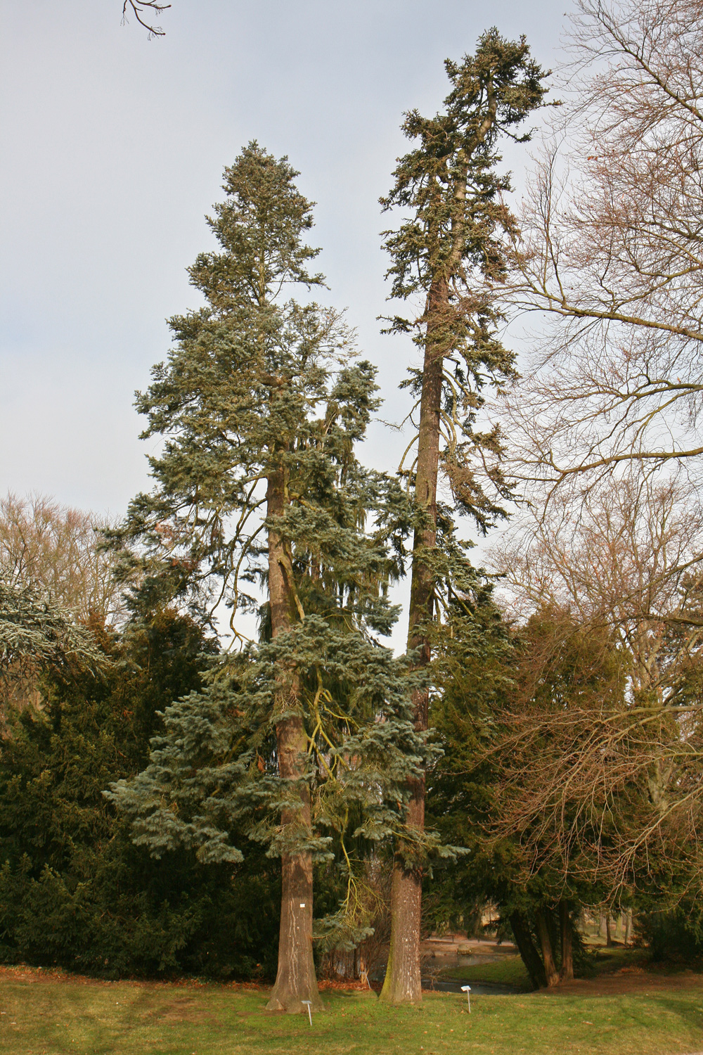 Abies concolor (links) - Kirchheimbolanden - Okt. 2010