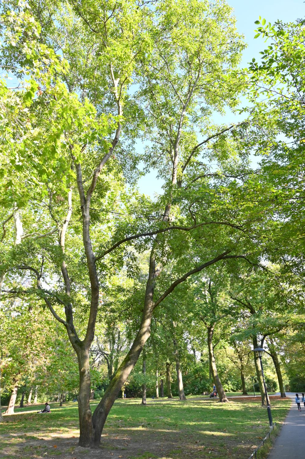 'Mespilifolia' petraea Quercus