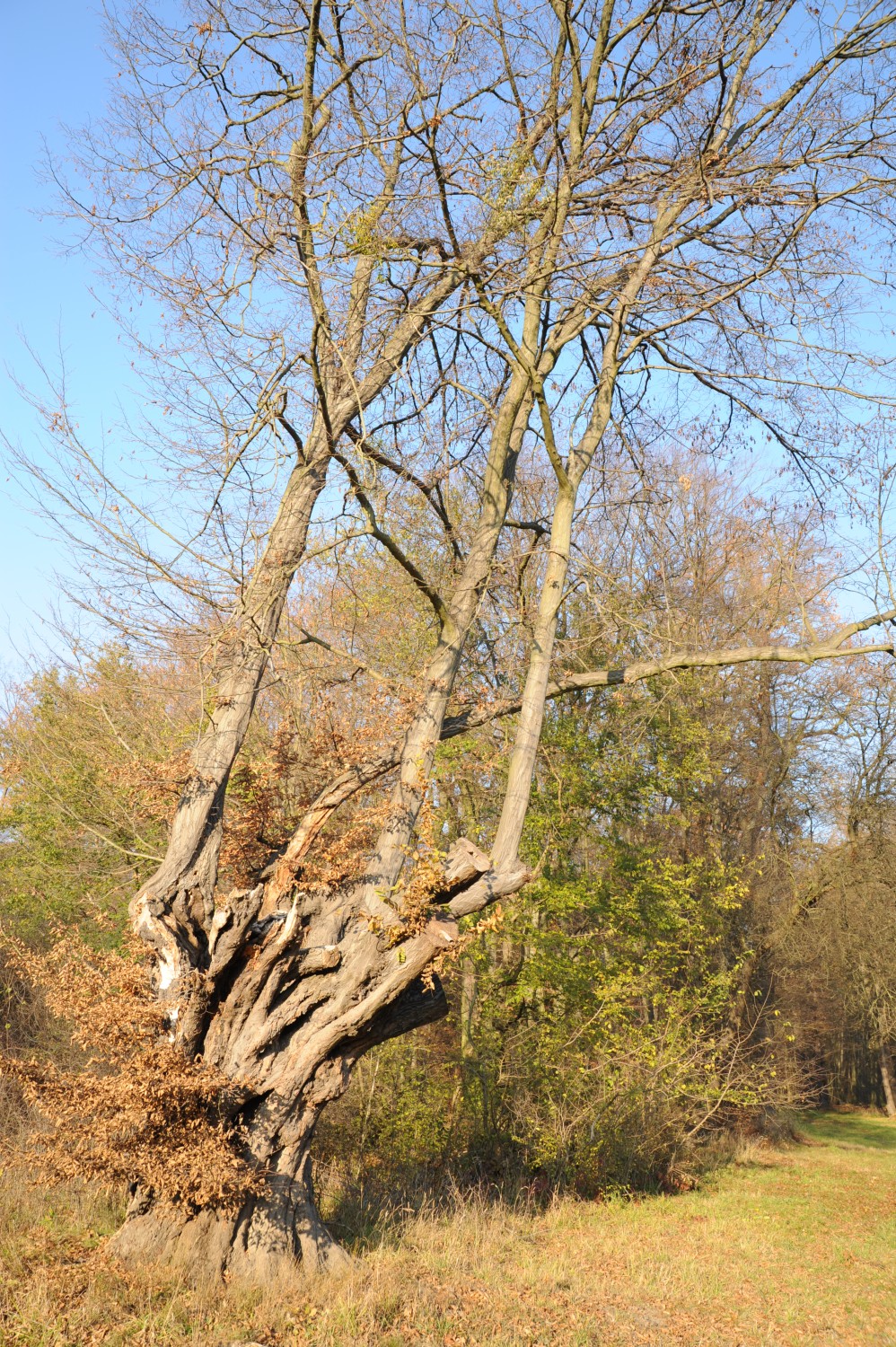 Carpinus betulus - Luisium - Herbst 2011