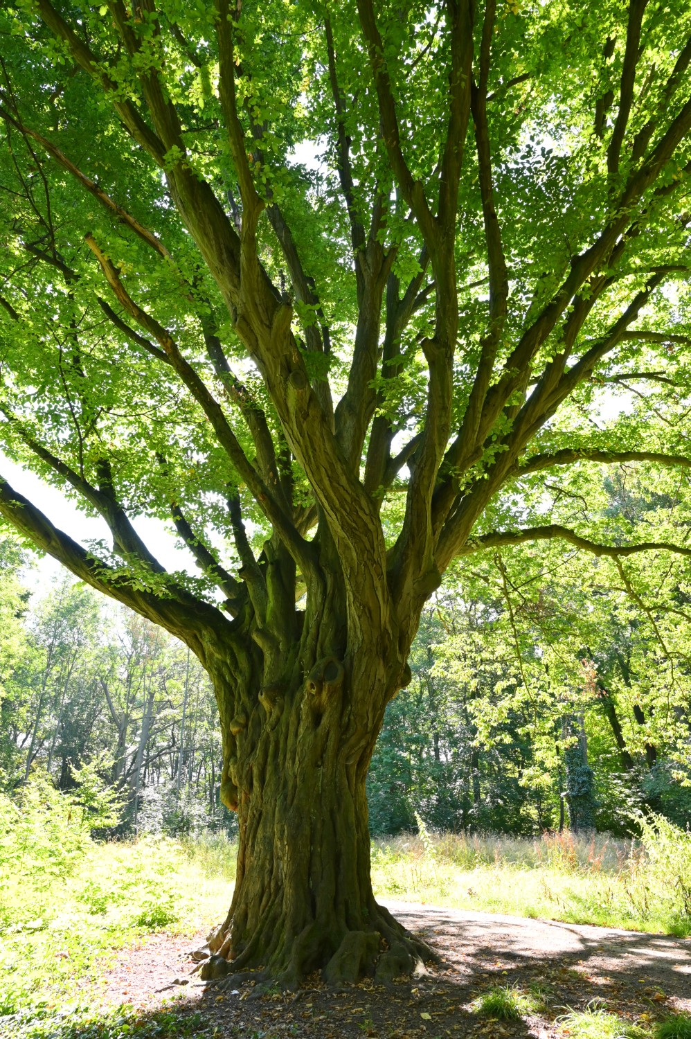 Carpinus betulus - Großpaschleben - Sommer 2020