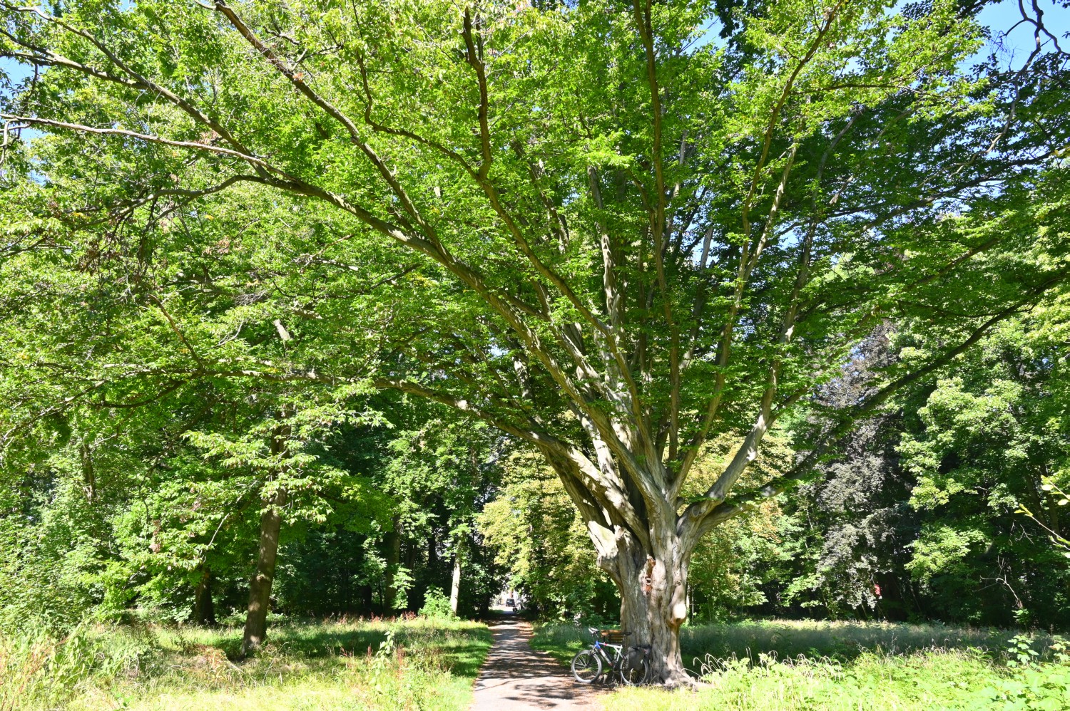 Carpinus betulus - Großpaschleben - Sommer 2020