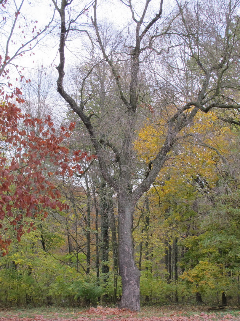 Betula lenta