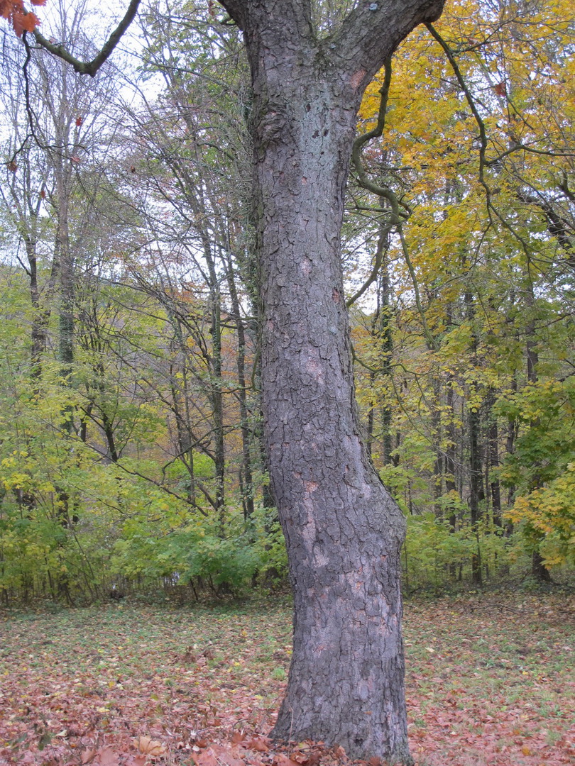 Betula lenta - Wechselburg - November 2012