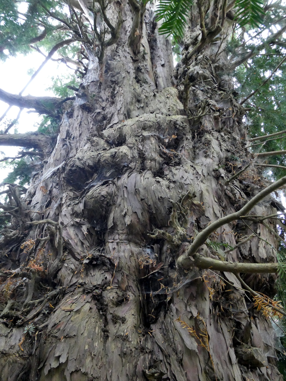 Taxus baccata - Spalt-Wernfels - August 2024