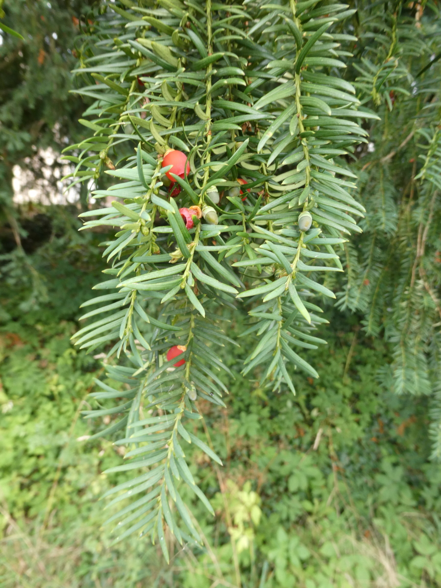 Taxus baccata - Spalt-Wernfels - August 2024