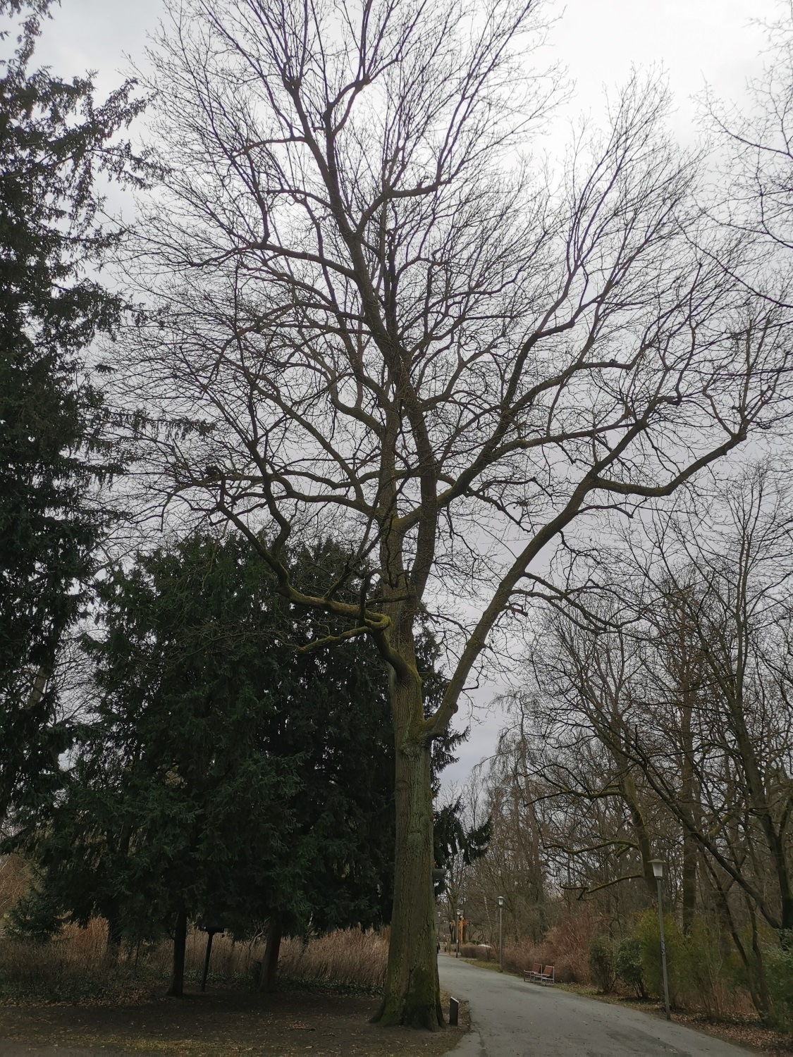 cerris Quercus