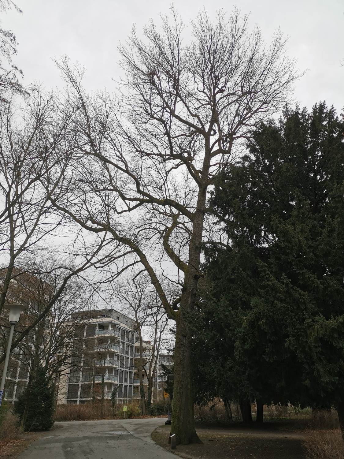 Quercus cerris - Stadtpark Nürnberg - Jan. 2025