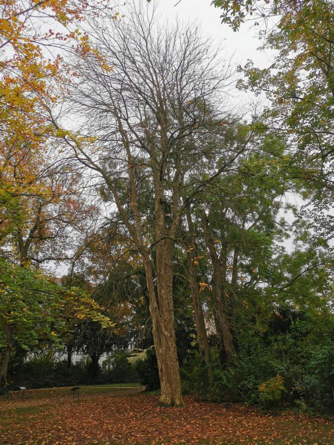 'Vestita' Aesculus flava