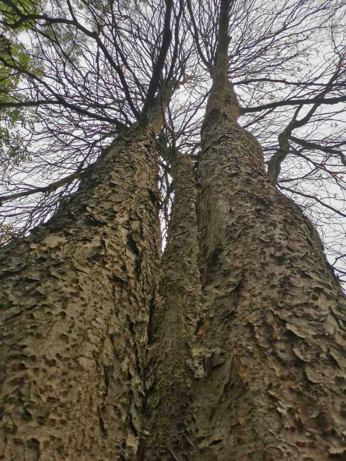 Aesculus flava 'Vestita' - Stadtpark Fürth Okt- 2024