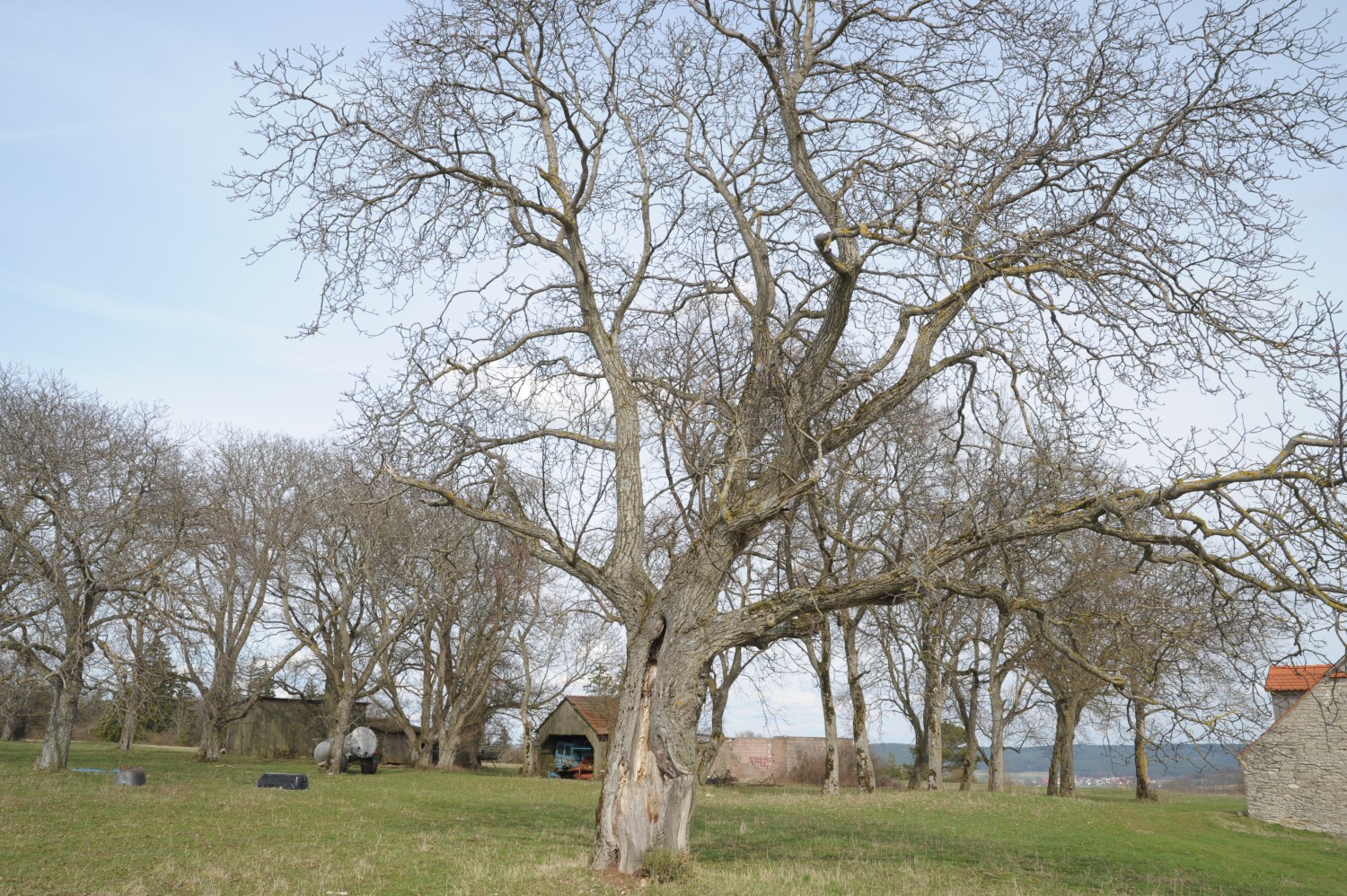 Juglans regia - Obermässing - 2010