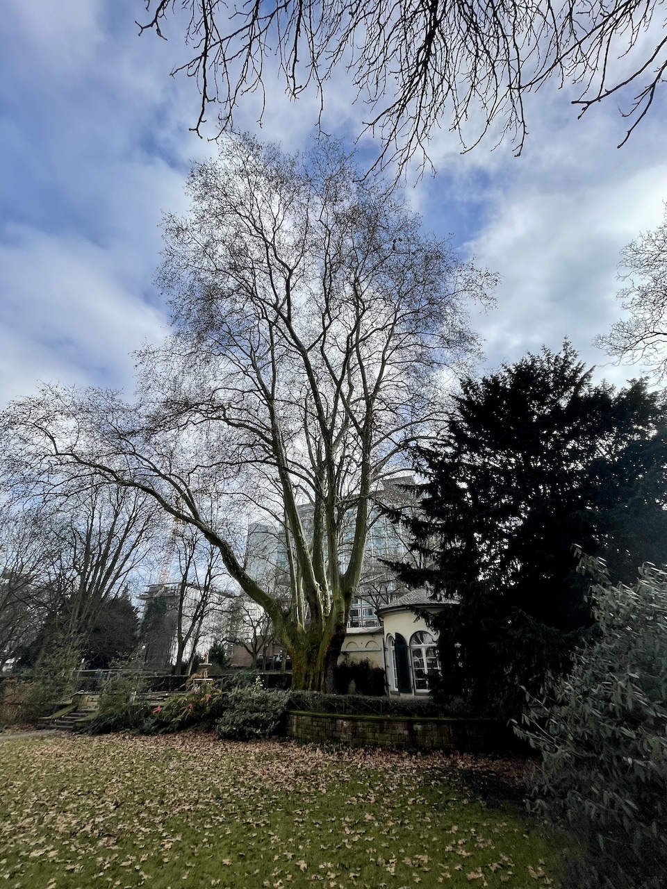 Platanus × hispanica - Frankfurt - Februar 2026