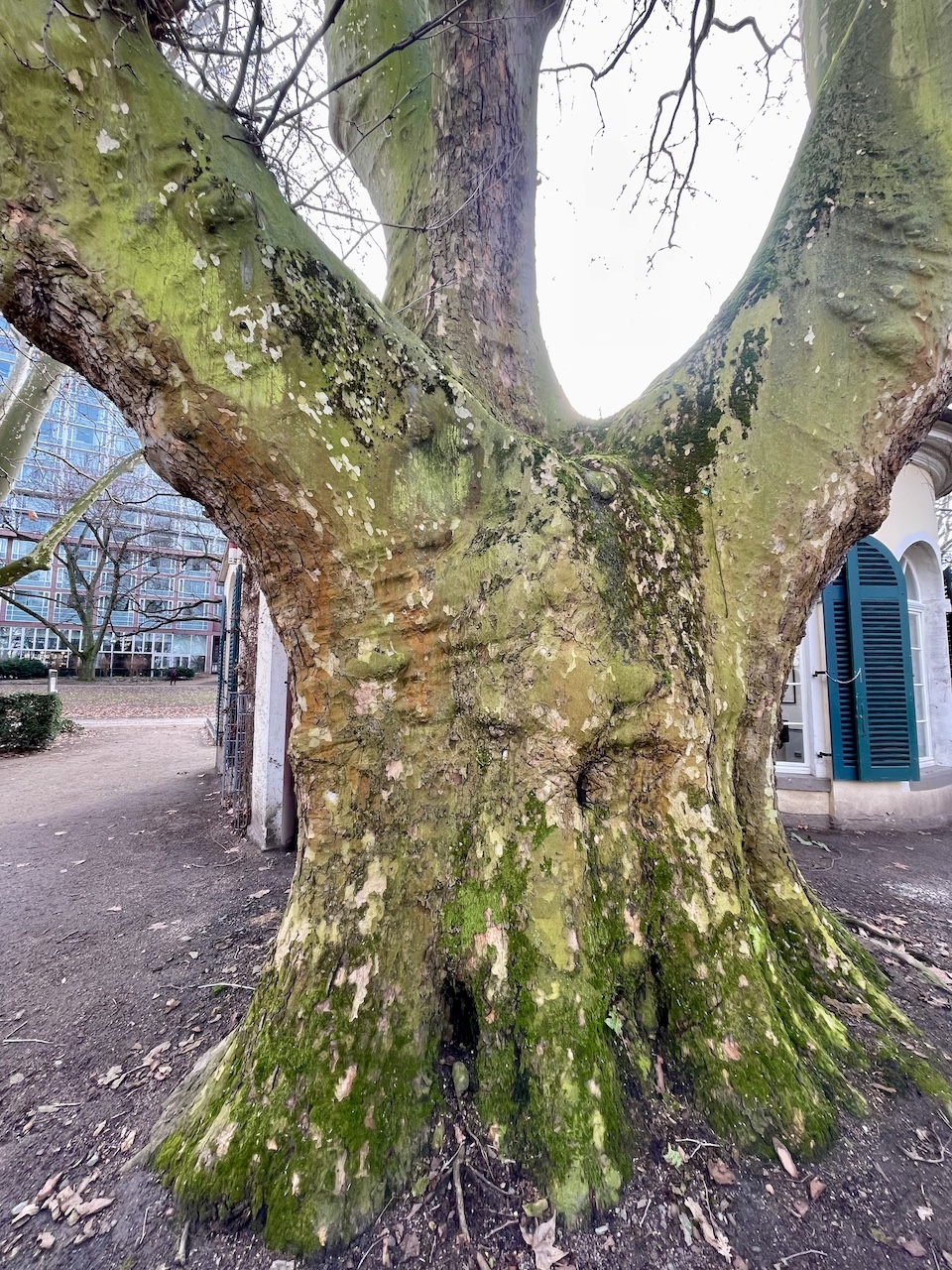Platanus × hispanica - Frankfurt - Februar 2026