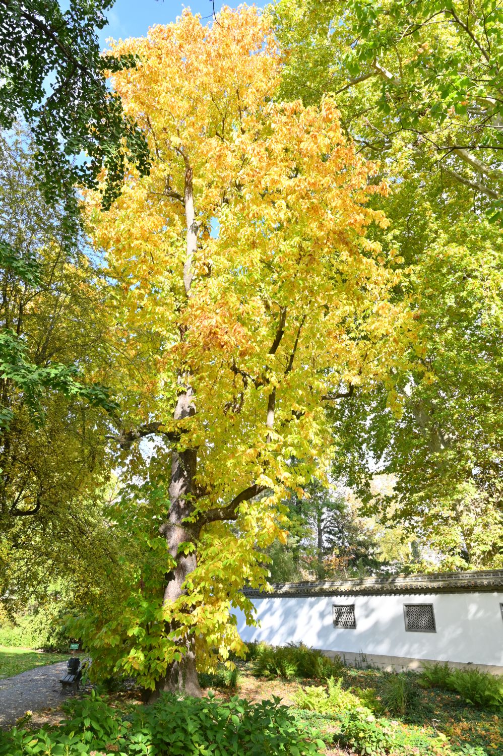 Magnolia acuminata - Frankfurt - Oktober 2020
