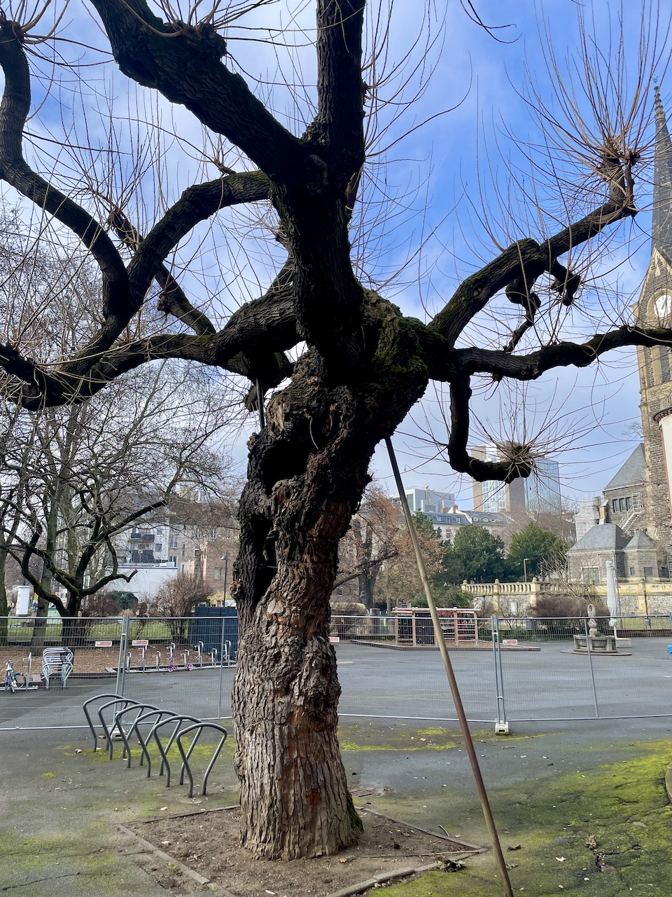 Morus alba - Frankfurt - Februar 2026