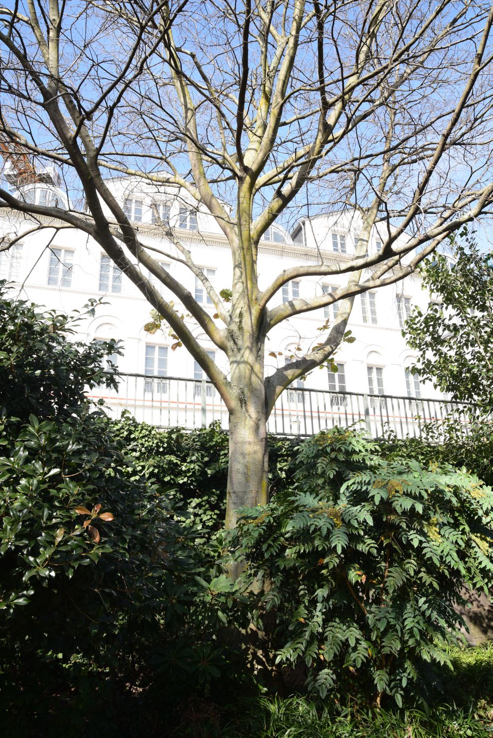australis Celtis