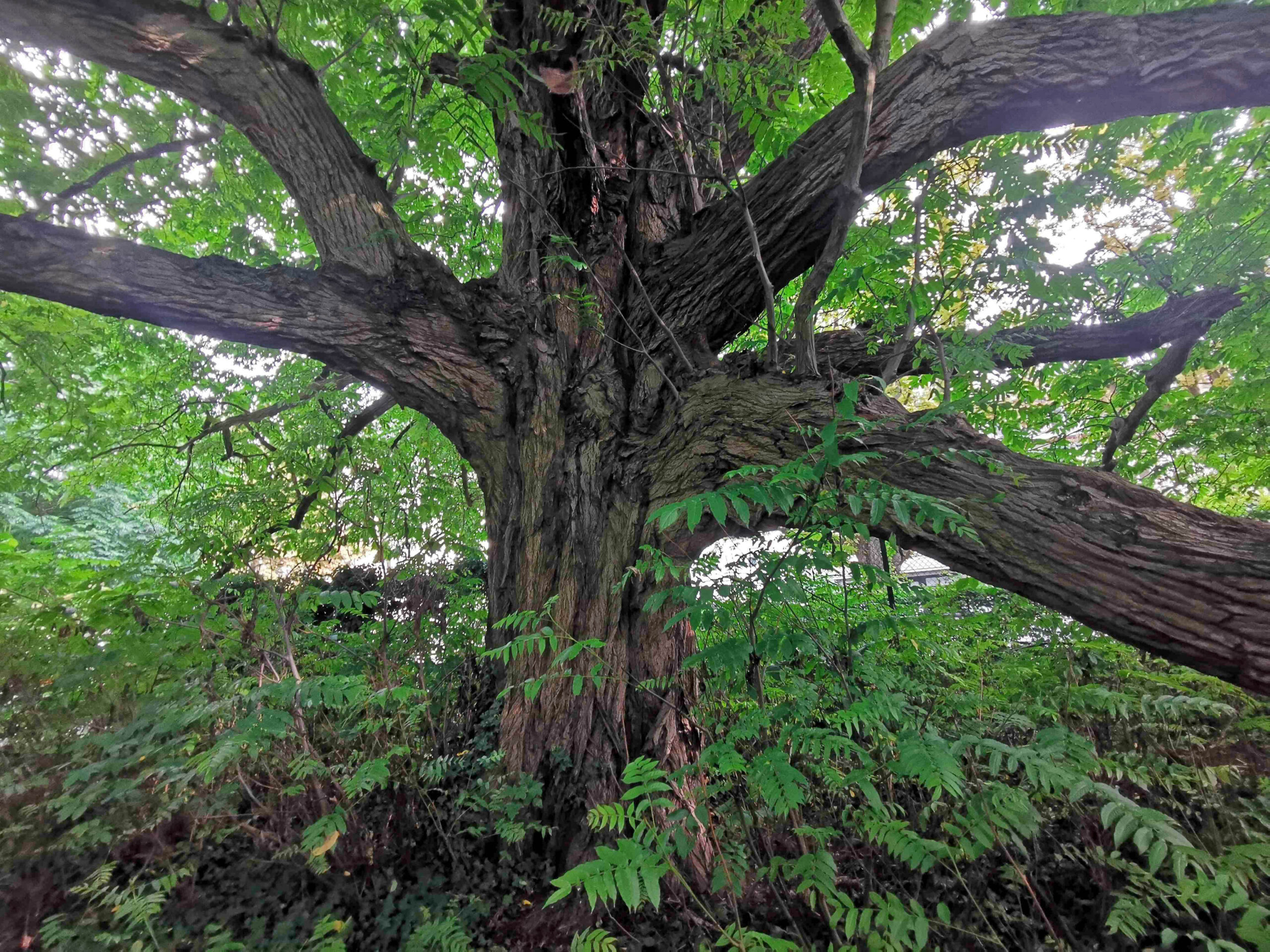 Pterocarya fraxinifolia - Wiesbaden - Juli 2025