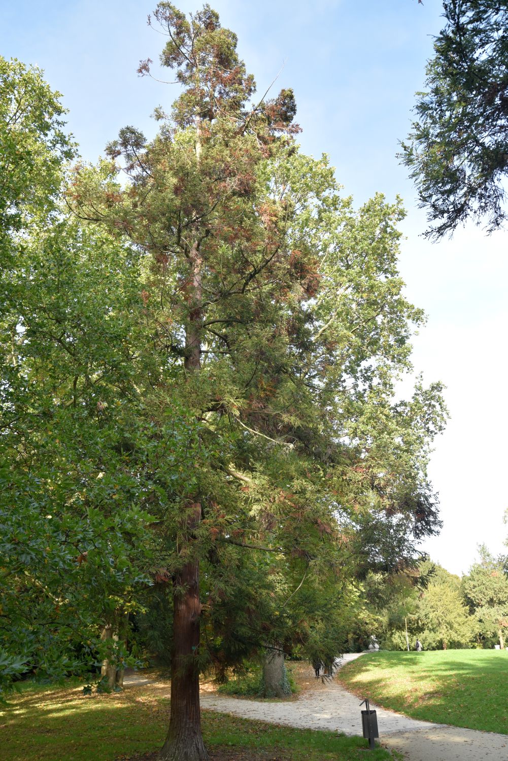 Cryptomeria japonica