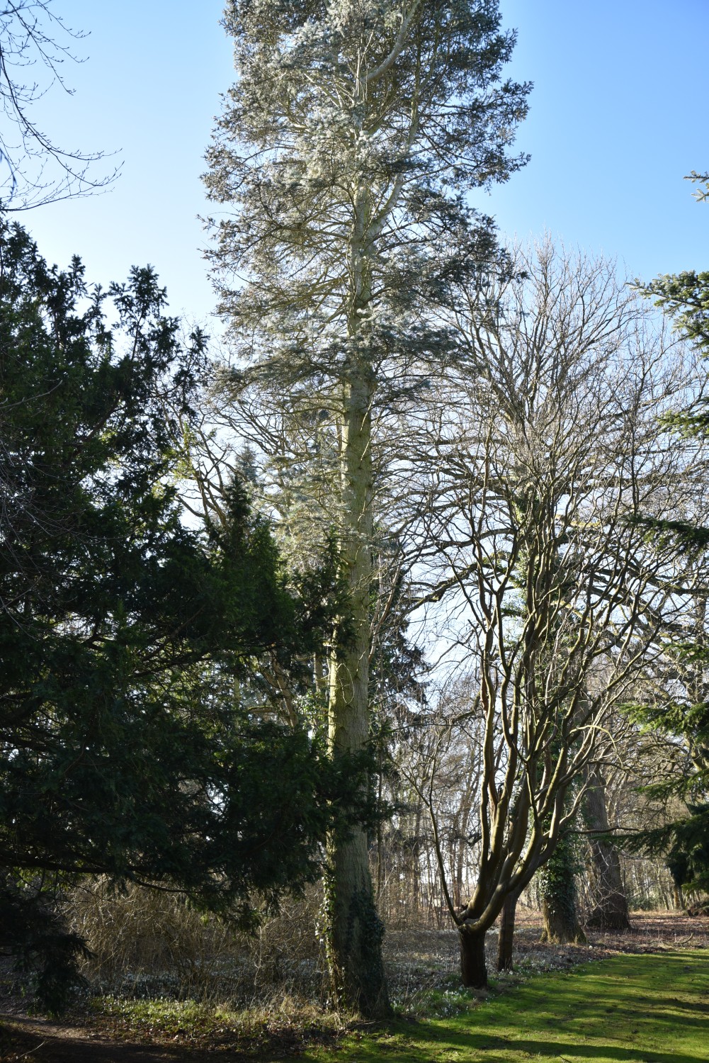 Abies concolor