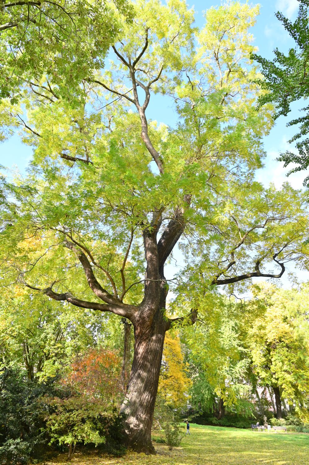 japonicum Styphnolobium