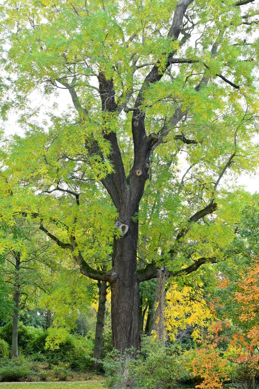Schnurbaum - Frankfurt - Oktober 2020
