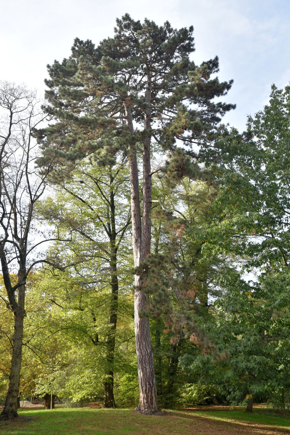 nigra Pinus