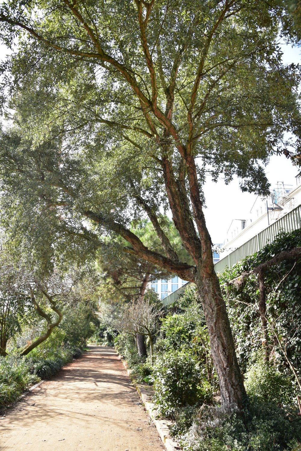 Quercus suber