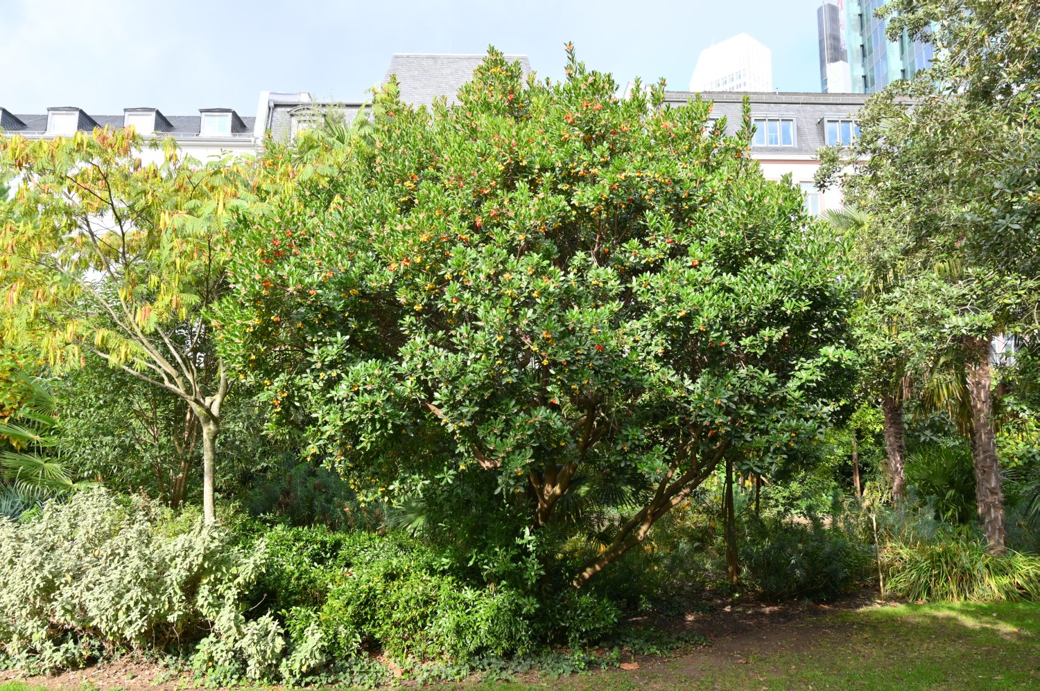 Arbutus unedo