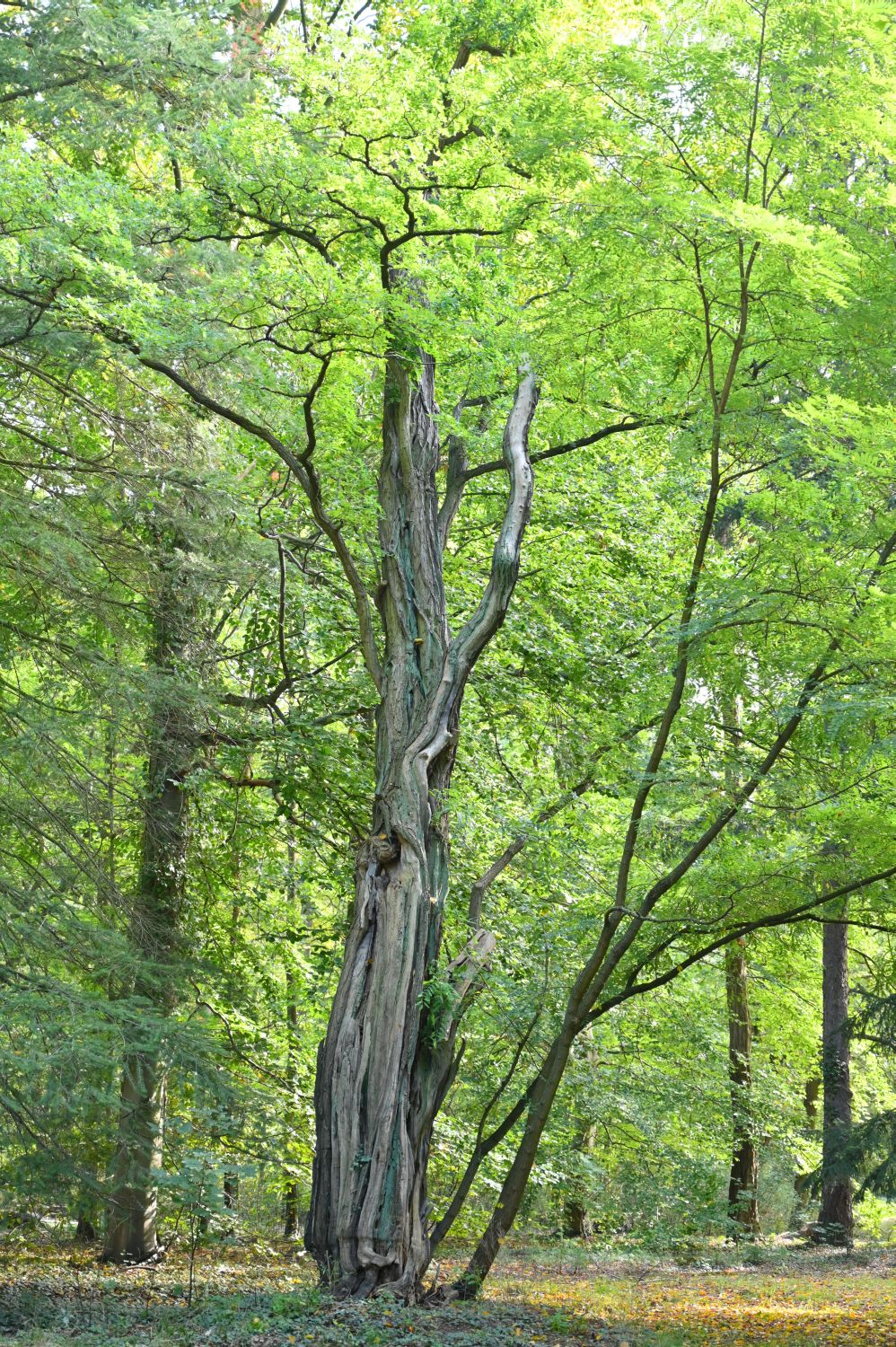 Korkenzieher-Robinie - Fürstlich Drehna - August 2012