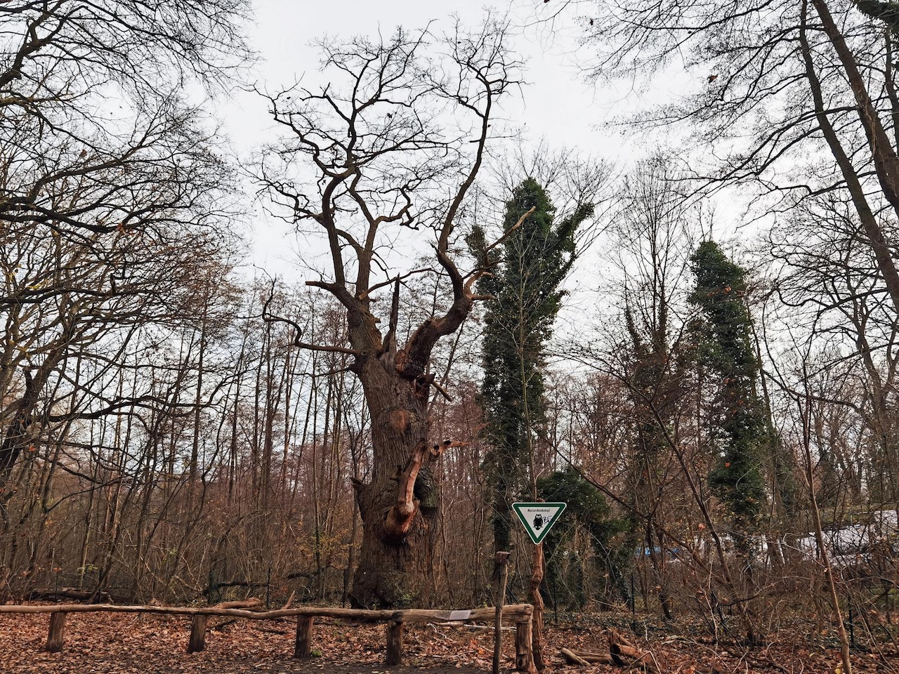 Quercus robur - Berlin-Tegel - Juli 2021
