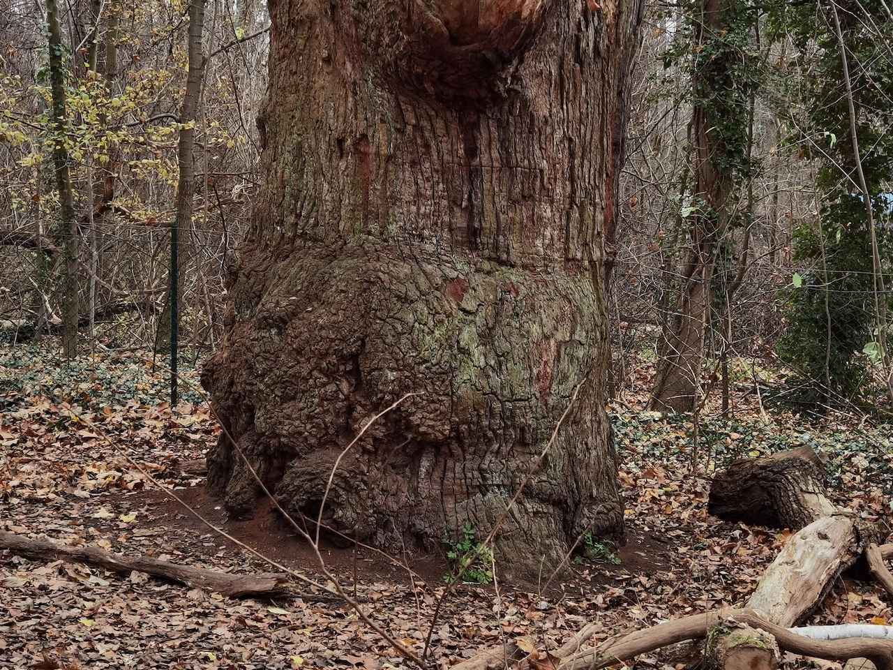 Quercus robur - Berlin-Tegel - Juli 2021