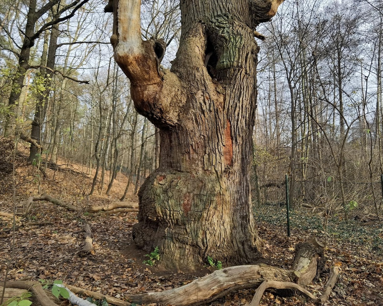 Quercus robur - Berlin-Tegel - Juli 2021