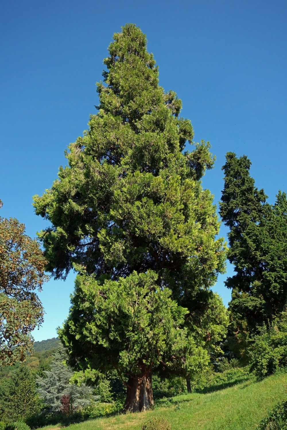Calocedrus decurrens - Seeheim-Jugenheim, Goldschmidt-Park - Sept. 2013