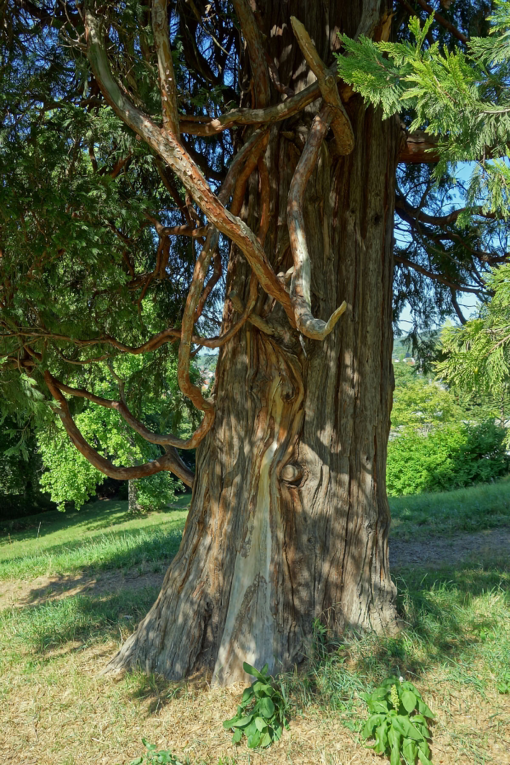 Calocedrus decurrens - Seeheim-Jugenheim, Goldschmidt-Park - Sept. 2013