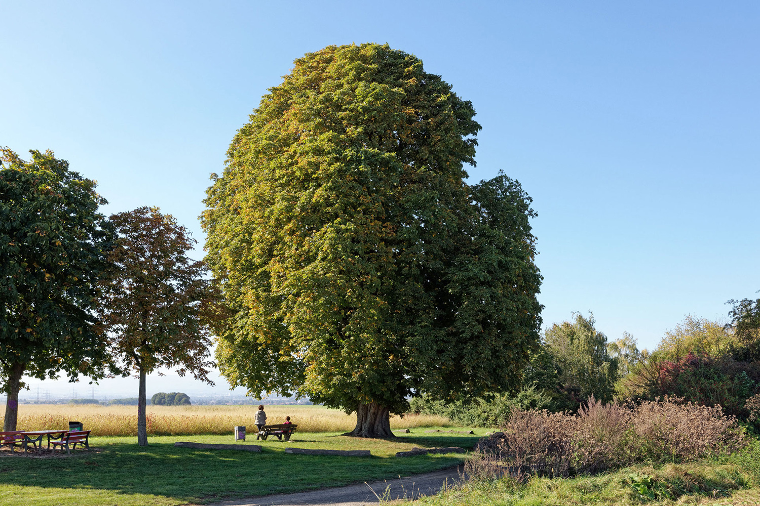 Rosskastanie auf dem Schäferkäppel bei Nieder-Erlenbach - 2021