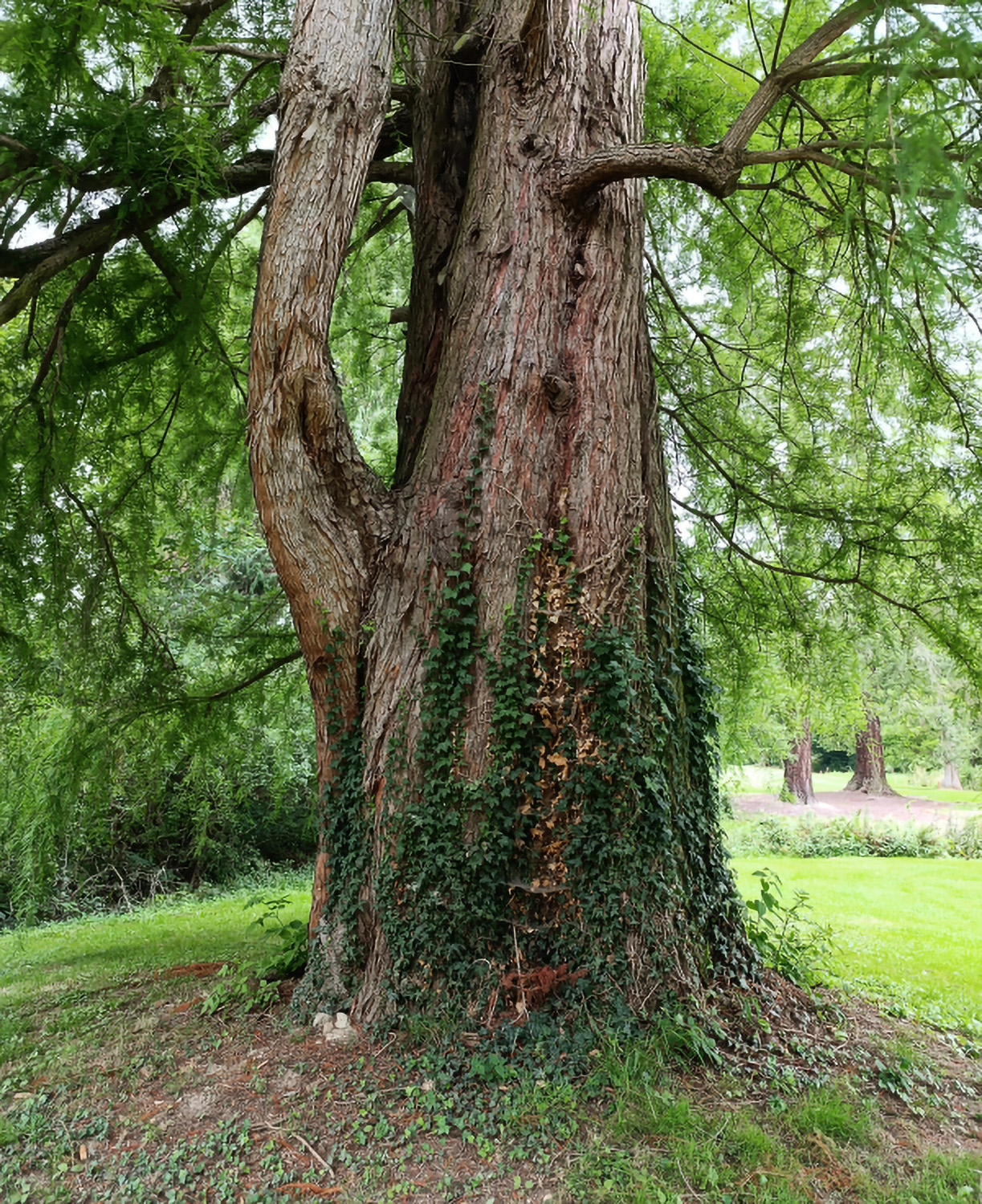 Taxodium distichum - Park Schlosshotel Kronberg - Aug. 2024