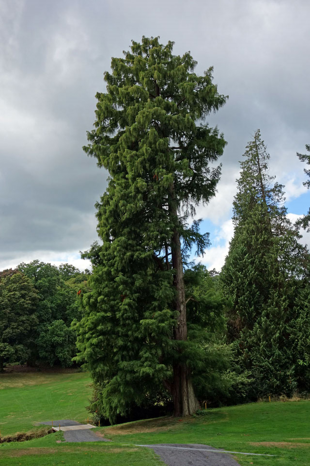 Taxodium distichum - Park Schlosshotel Kronberg - Sept. 2013