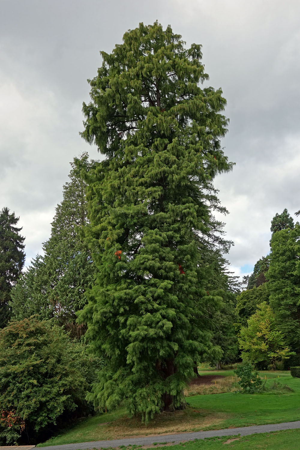 Taxodium distichum - Park Schlosshotel Kronberg - Sept. 2013
