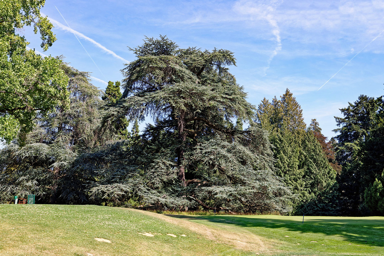 atlantica Cedrus