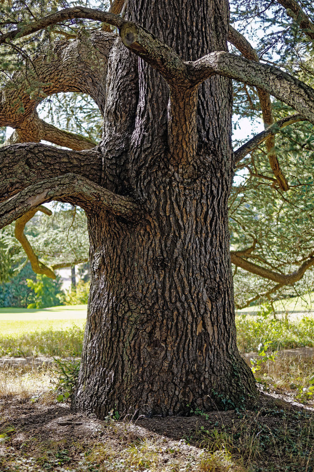 Cedrus atlantica - Park Schlosshotel Kronberg - 2022