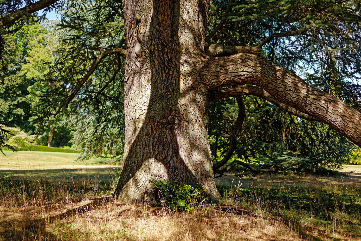 Cedrus atlantica - Park Schlosshotel Kronberg - 2022