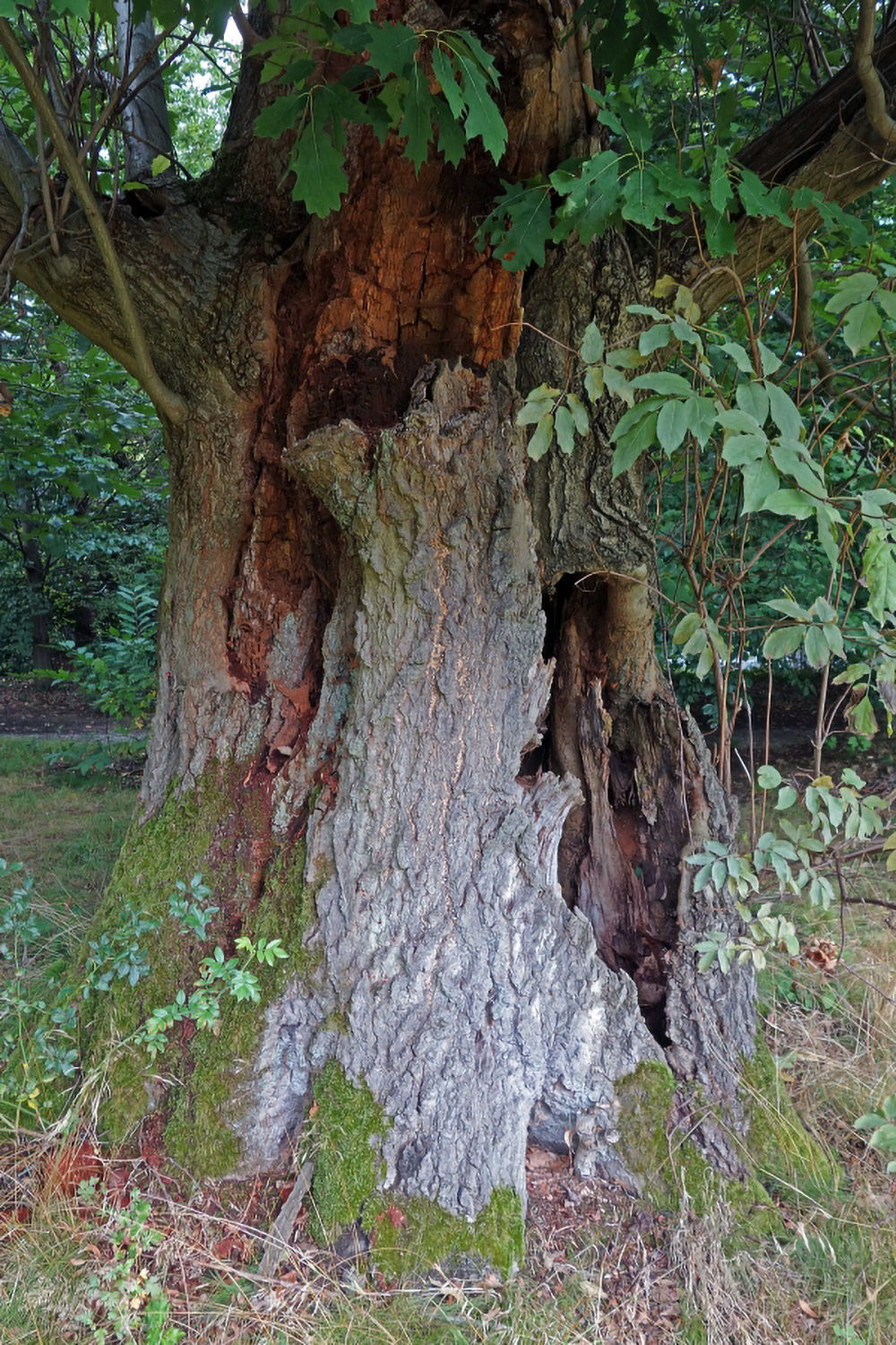 Quercus rubra