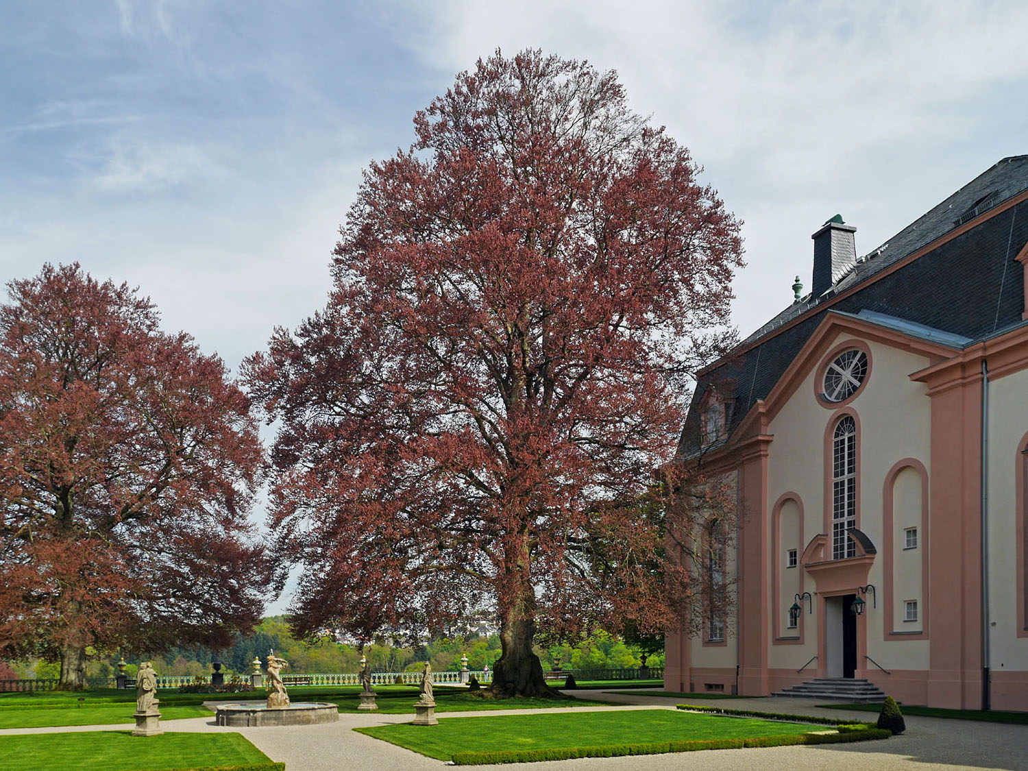 Blut-Buche - Schloss Weilburg - April 2014