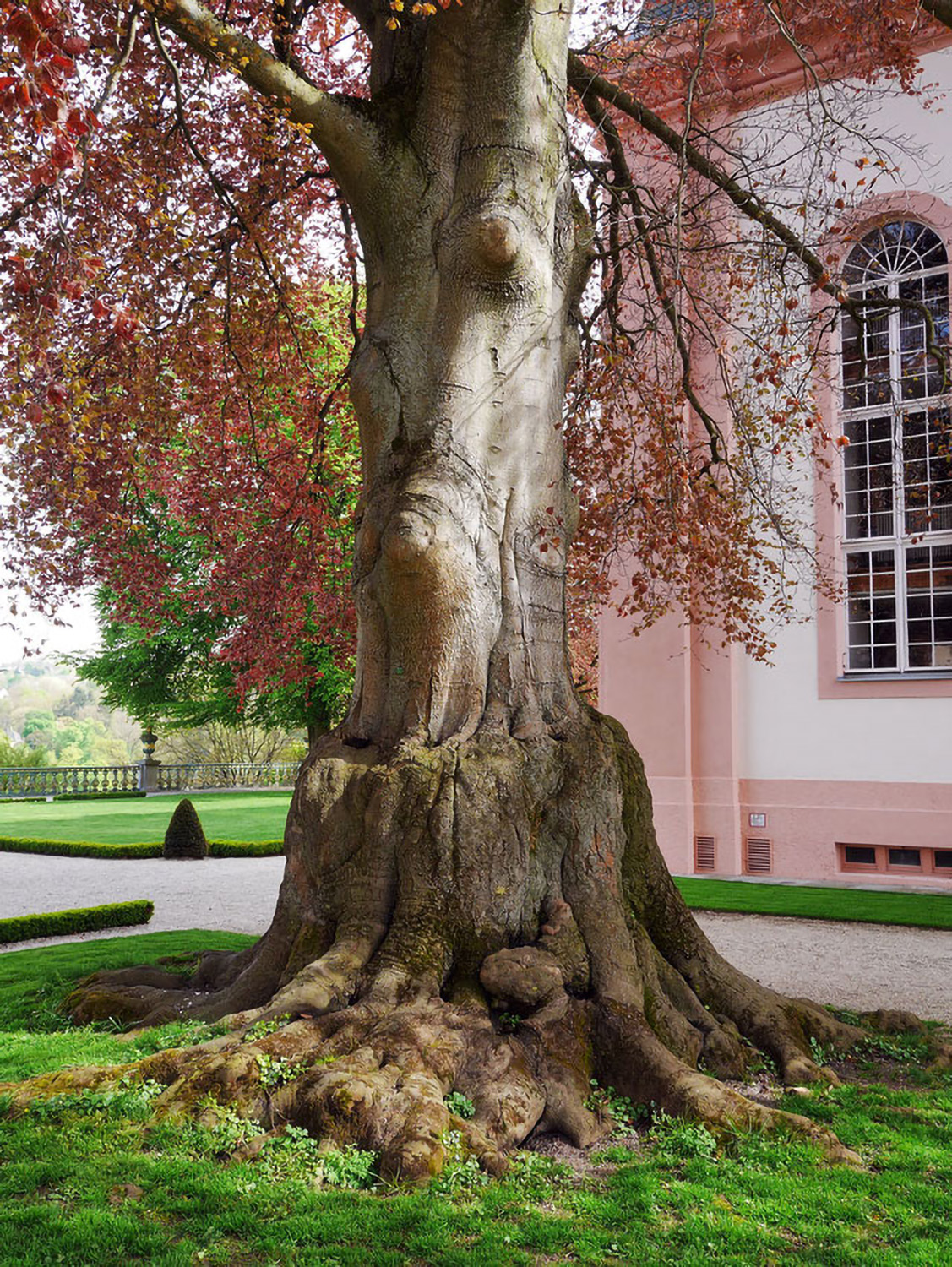 Blut-Buche - Schloss Weilburg - April 2014