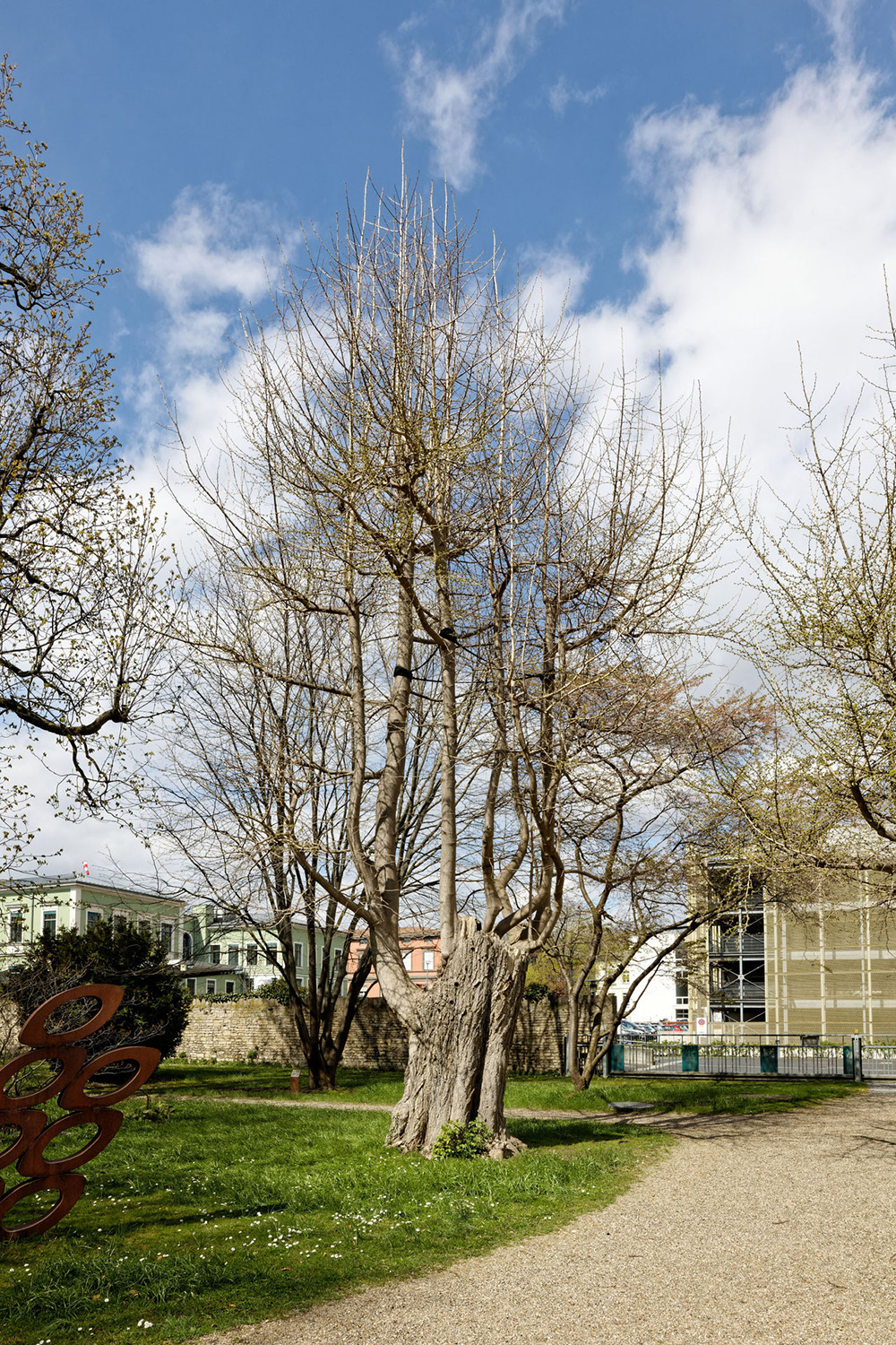 biloba Ginkgo